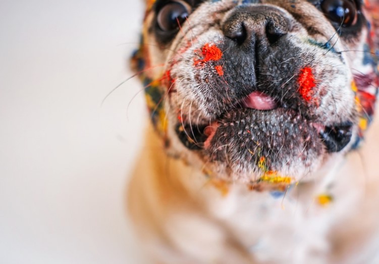 perro carlino manchado de pintura